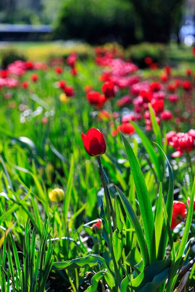 Allee Mit Frühlingsblumen Sofia Bulgarien — Stockfoto