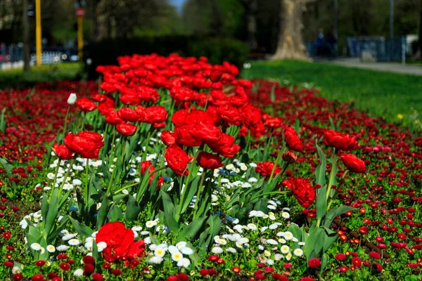Aleja Wiosennymi Kwiatami Sofia Bułgaria — Zdjęcie stockowe