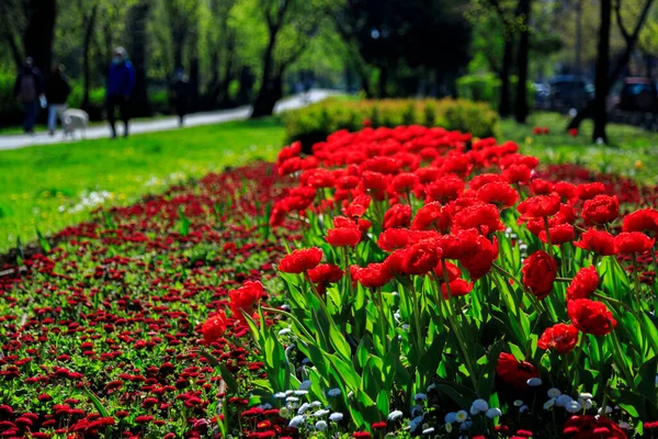 Alley with spring flowers in Sofia, Bulgaria