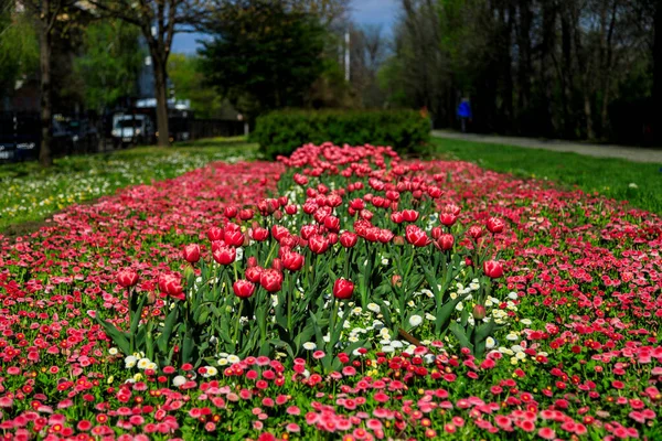 Alley Spring Flowers Sofia Bulgaria — Stock Photo, Image