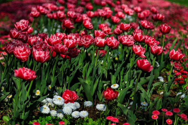 Allee Mit Frühlingsblumen Sofia Bulgarien — Stockfoto