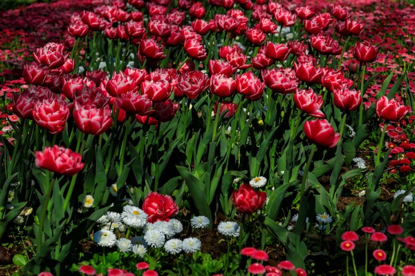 Allee Mit Frühlingsblumen Sofia Bulgarien — Stockfoto