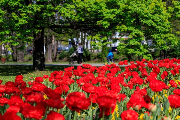 Allee Mit Frühlingsblumen Sofia Bulgarien — Stockfoto