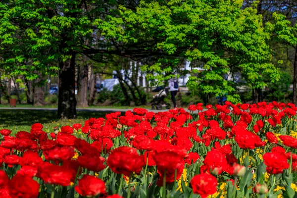 Allee Mit Frühlingsblumen Sofia Bulgarien — Stockfoto