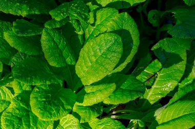 Sabah çiği ve yağmur damlaları bitki yaprağına düşer.