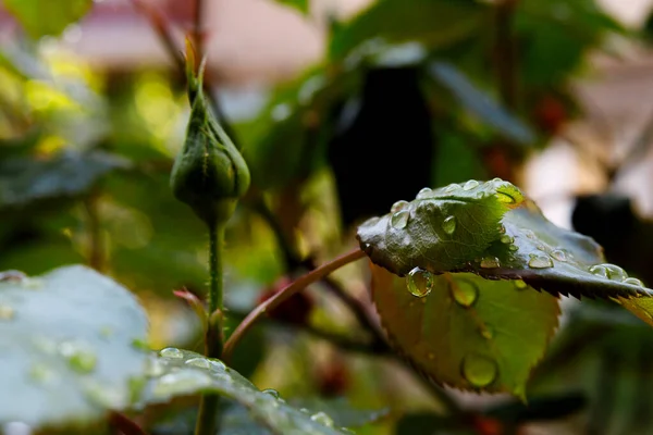Morning Dew Rain Drops Plant Leaf — Stock Photo, Image