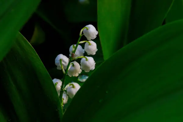 Vadideki Zambak Convallaria Majalis Son Derece Zehirli Ormanlık Çiçekleri Tatlı — Stok fotoğraf