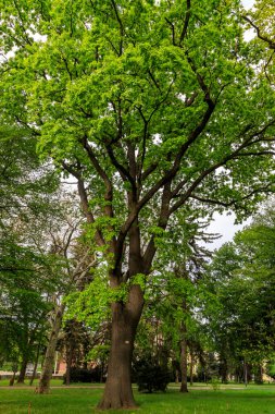 Şehir bahçesi parkı, Sofya, Bulgaristan