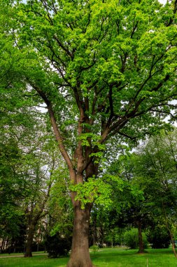 Şehir bahçesi parkı, Sofya, Bulgaristan