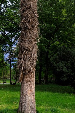 Şehir bahçesi parkı, Sofya, Bulgaristan