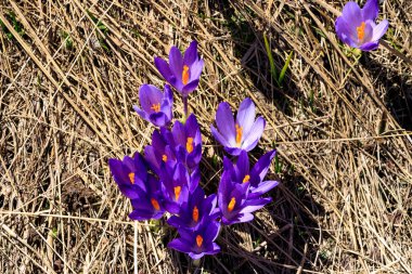 Kurumuş çimenlerin arka planında çiçek açan krukus