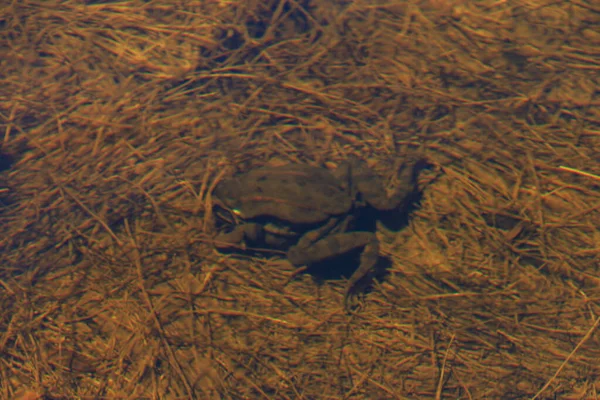 Лягушки Плавают Водой — стоковое фото