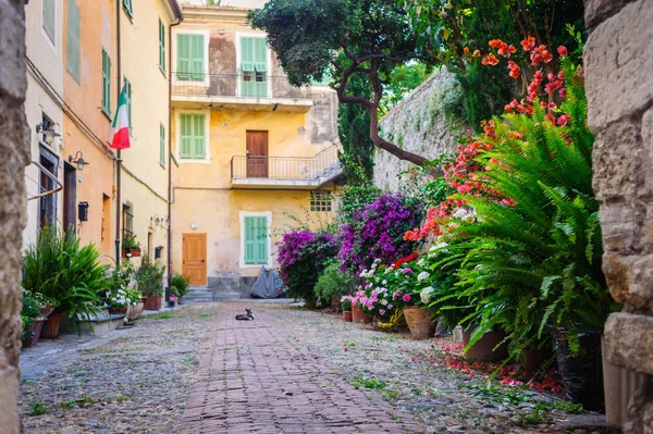 Na dvoře s mnoha květy v starověkého města Ventimiglia. Itálie. — Stock fotografie