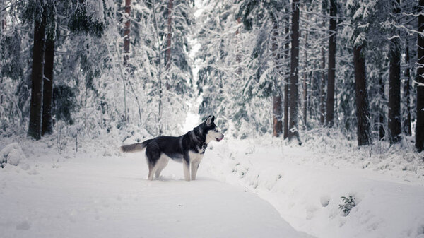 Siberian husky breed dog walks in the snowy forest