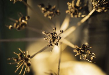 Önde kuru dallar, arkada turuncu ışık yansımaları..