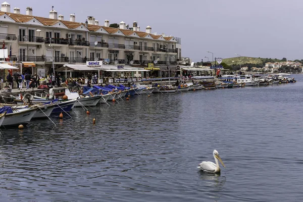 Balıkçı tekneleri ve pelikanlar. İzmir 'de Eski Şehir Eski Foca. Foca, İzmir / Türkiye-23 Nisan 2019