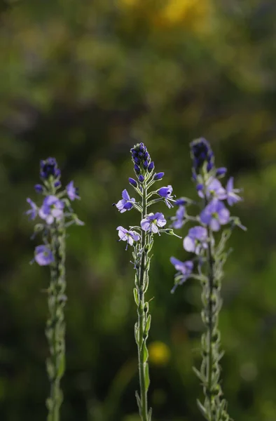 Flache Schärfentiefe Violette Blüten Und Grüntöne Flache Schärfentiefe — Stockfoto