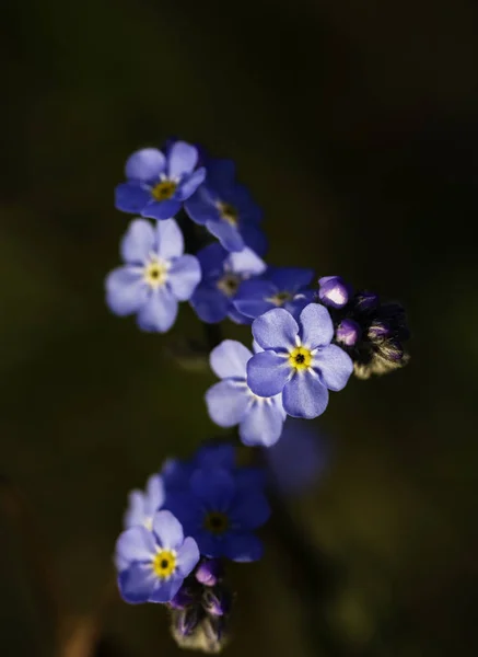 Vergiss Mich Nicht Blumen Unutmabeni Cicegi Nahaufnahme Makroaufnahme — Stockfoto