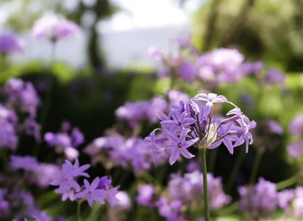 Makroaufnahme Einer Violett Gestreiften Wildblume Französische Malve — Stockfoto