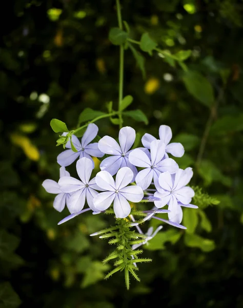 Nahaufnahme Von Hellblauem Jasmin Oder Lotbago Ixora Blume Natur Hintergrund — Stockfoto