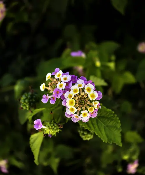 Macro Afbeelding Van Aromatische Bloemencluster Umbel Van Een Lantana Bush — Stockfoto