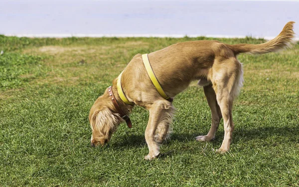 Yürüyüşe çıkmış meraklı köpek. Golden retriever köpeği çimlerin arasında..