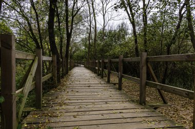 Ormandaki tahta köprü. Sonbahar temalı ahşap yol yalnızlığı çağrıştırıyor. Yürümek için ahşap iskele Acarlar Longozu.
