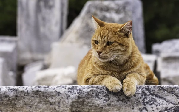 Ephesus ancient city and stray cat, Selcuk, Izmir