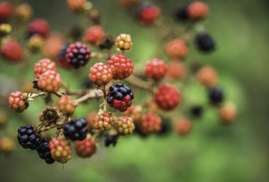 Kırmızı ve siyah böğürtlen çalıları ve yeşil yaprakların üzerindeki dallar güneşli bir yaz gününde bahçede. Bir demet böğürtlenin yakın görüntüsü. Bu meyve antioksidanlarıyla bilinir. 