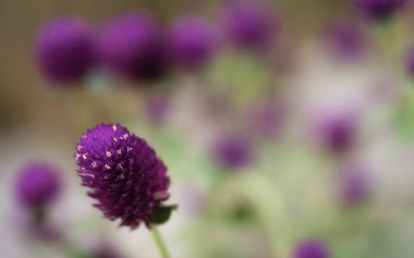 Mor Küre Amaranth (Gomphrena Globosa)