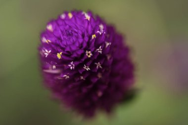 Mor Küre Amaranth (Gomphrena Globosa)
