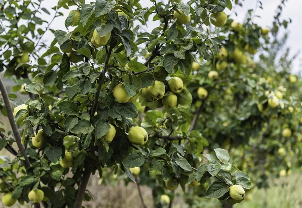 Érett Lédús Szerves Természetes Birs Alma Fán Ősz — Stock Fotó