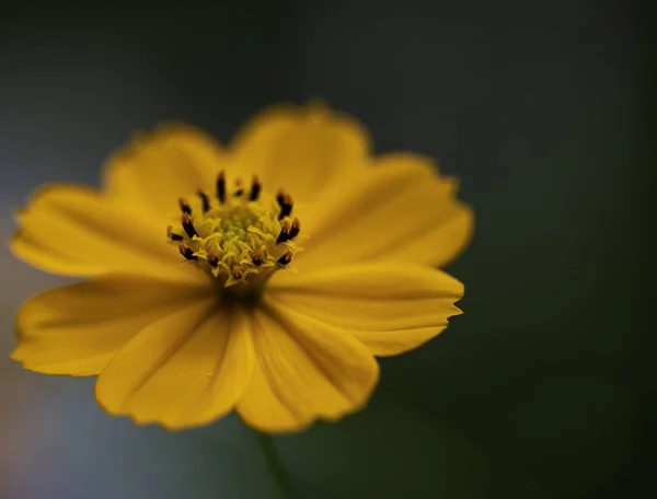 Cosmos Mantarı Güzel Süs Bitki Çiçek Parlak Turuncu Renk Çiçekler — Stok fotoğraf