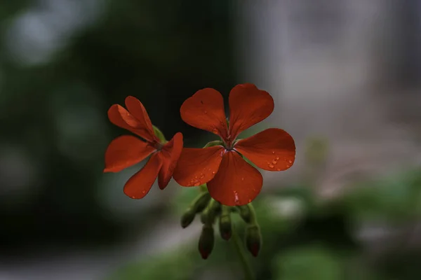 Κόκκινο Γεράνι Κοντά Στον Κήπο Πράσινο Και Γκρι Φόντο — Φωτογραφία Αρχείου