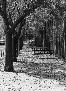 Boş sokaklar, boş banklar ve yaprak döken ağaçlar sonbaharda selamlaşır. Siyah beyaz doğa fotoğrafı..