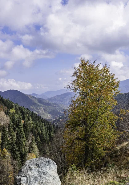 Dağlarda sonbahar. Yol kenarı ağacı ve arka planda ormanlarla kaplı dağlar..