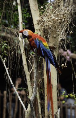 Kırmızı papağan papağan familyasının en güzel üyesi olarak görülür. Kırmızı, mavi ve sarı büyük katı kumaş örnekleriyle kesinlikle en renkli olanı..