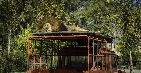 León Durmiente Viejo Carrito Safari Árboles Fondo — Foto de Stock