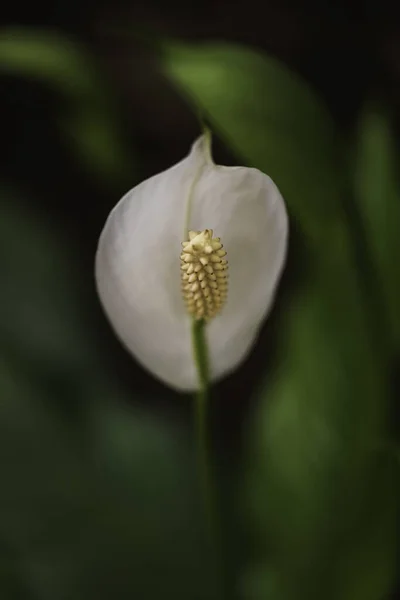 Белый Цветок Bog Arum Calla Palustris Крупным Планом Избирательный Фокус — стоковое фото