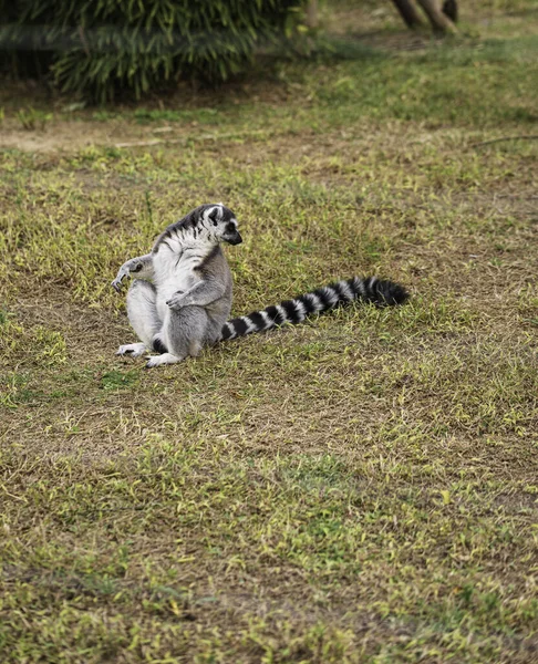 Lémuriens Jouant Dans Leur Environnement Naturel — Photo