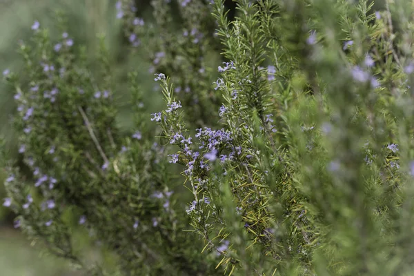 Blossoming rosemary plants in the herb garden, selected focus, narrow depth of field