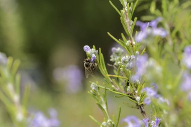 Bal arısı biberiye çiçeğinin içinden geçiyor