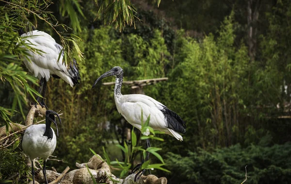 Herd Van Ibis Zittend Stenen — Stockfoto