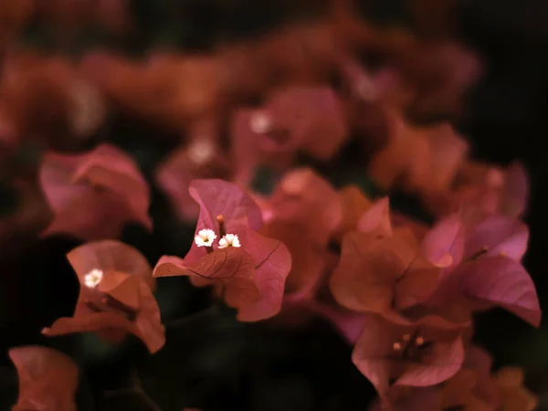 Κόκκινα Λουλούδια Μπουκαμβίλια Στην Τενερίφη Floral Φόντο — Φωτογραφία Αρχείου