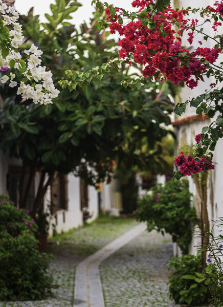 Red bell flower. Teos Kaleici streets. Streets of Sigacik decorated with flowers.