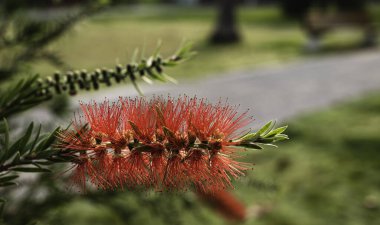 Çekici bir dokusu olan kırmızı renkli bir bitki. Callistemon citrinus olarak da bilinir..