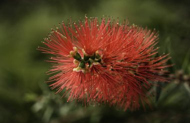 Çekici bir dokusu olan kırmızı renkli bir bitki. Callistemon citrinus olarak da bilinir..