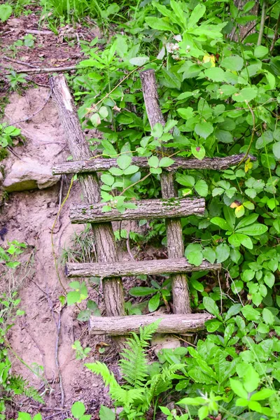 Stairs made of wood among greens.