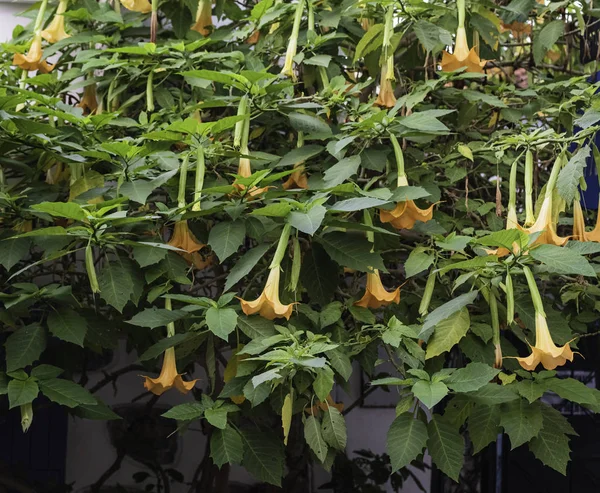 Meleğin trompeti (Brugmansia Versicolor) çiçeği. Nesli tükenmekte olan bitkiler listesinde.
