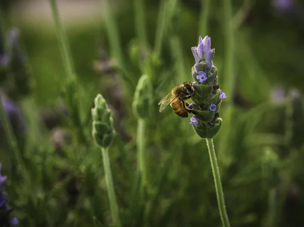 Fransız lavantasında nektar arayan arı (Lavandula dentata).